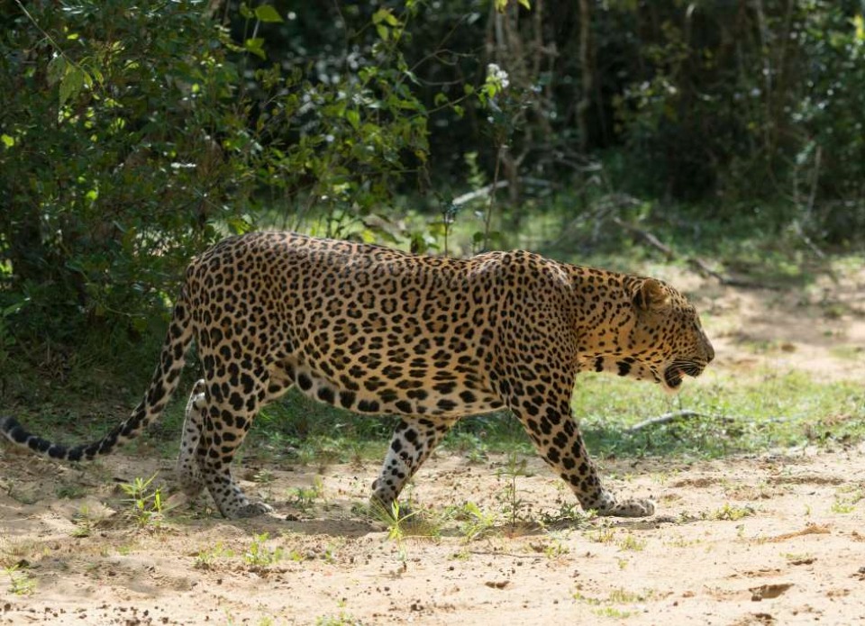 WILL LEOPARDS SHARE THE SAME FATE AS ELEPHANTS