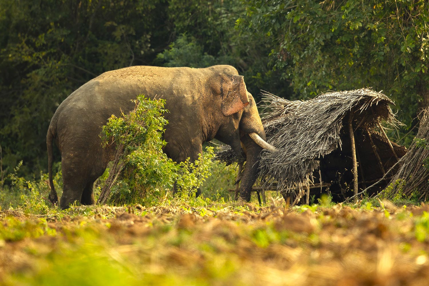 Sri Lanka’s Elephant Crisis: “No Single solution, but a collective Will” – Jehan CanagaRetna