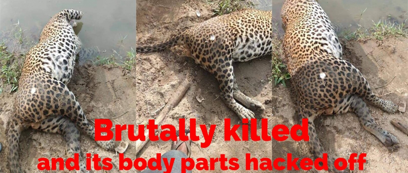 killing of a Leopard in Uwawalawe