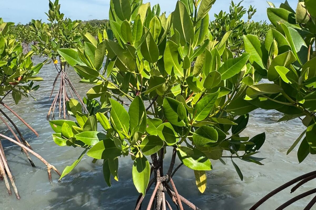 Sri Lanka plans restoring revoked protection for an important mangrove patch in the island’s North